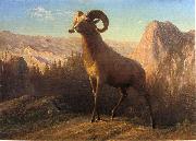 Albert Bierstadt A Rocky Mountain Sheep, Ovis, Montana Germany oil painting artist